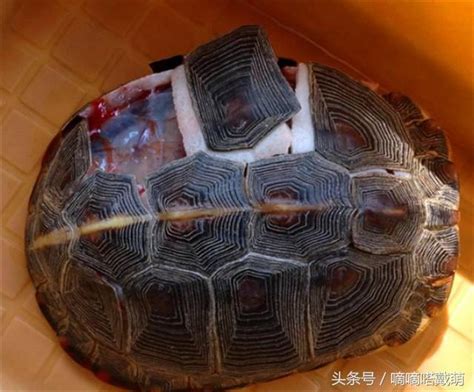 烏龜長壽